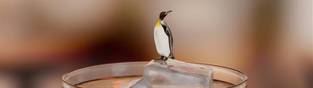 Penguin on an ice cube